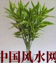 许昌十二生肖养什么植物最旺财运？你知道吗！