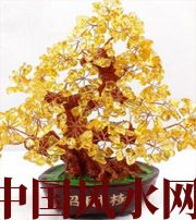 许昌买了招财植物却不能发财，是方位摆错了！